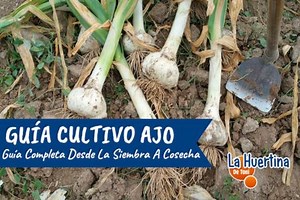 Plantar Ajos. Guía Del Cultivo de Ajos, Desde Sembrar a Recolectar