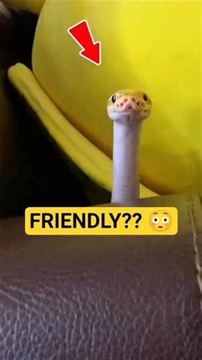 “This Snake Is Actually Friendly 😳”#ballpython #snake#commentary