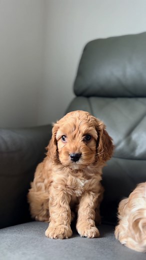 Mini Cockapoo puppy 😍🥰 #puppy #cockapoo #cockerspaniel #poodle #adoptme #montreal #mtl #laval #love