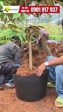 BLACKTHORN DURIAN SAPLINGS - VIGOROUS GROWTH - HEALTHY ROOT SYSTEM - PERFECTLY BALANCED BRANCHING