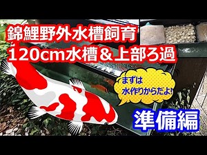 Preparing for having colored carp in aquarium and filtration equipment outside.