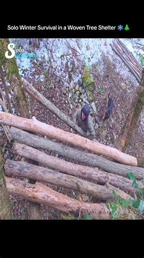 Solo Winter Survival in a Woven Tree Shelter ❄️🌲 Building a natural woven branch shelter deep in the winter wilderness. Surviving freezing nights with fire, bushcraft skills, and the peaceful sound of nature. 🔥🏕️ Follow for more wilderness survival adventures. #bushcraft #survival #wintercamping #shelterbuilding #offgridlife