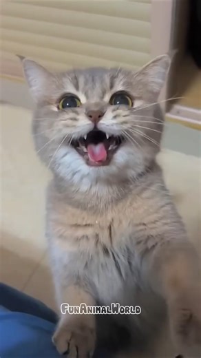 The Funniest Meows of the Day!