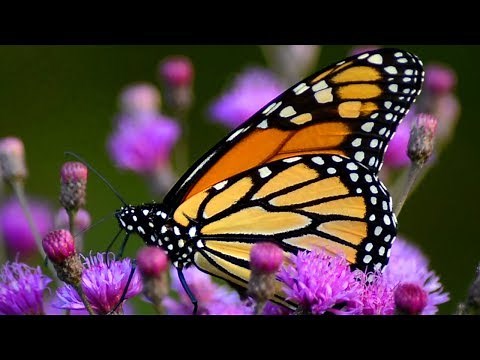 Monarch butterfly drinking nectar & flapping wings in flowers