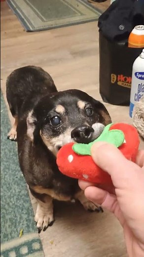 Weiner Dog Squeaky Strawberry Fetch