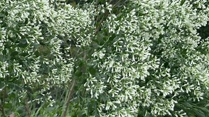 Eastern Baccharis Binomial Name Baccharis Halimifolia Stock Footage Video (100% Royalty-free) 1111220057 | Shutterstock