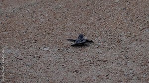 Close up of solo baby loggerhead sea turtle hatched on beach and finding its way to the ocean Stock Video