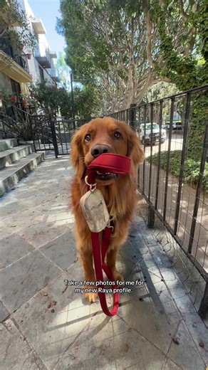 Exhausting day being bad #goldenretriever #badboy #hot | Dog Golden Retriever