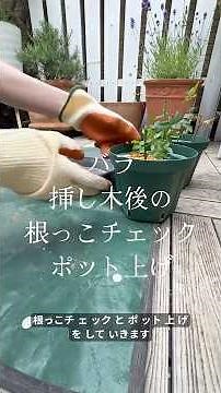 バラの挿し木後の根っこチェックとポット上げ