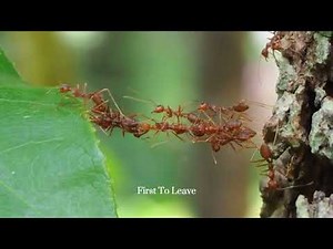 Journey of soldier ants and worker ants