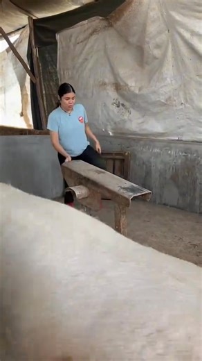 Working with this beautiful German Pietrain pig 🐖✨❤️👩🏻‍🌾 #Pietrain #FarmLife #PigTok #AnimalLovers # | Nerli Calderonn