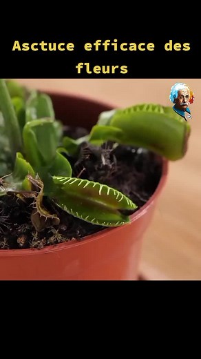 Effective Plant Propagation Techniques for Gardeners
