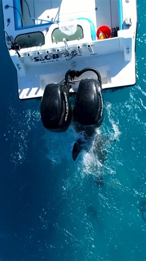 10M views · 73K reactions | Angry Bull Shark ATTACKS the Boat! #bullshark #attack #florida #fishing #boats | BlacktipH | Facebook