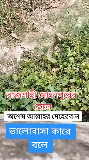 Discover the Patterns of a Beautiful Garden Snake