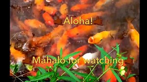 9.3K views | Feeding hundreds of Midas cichlids -Amphilophus citrinellus at Ho'omaluhia Botanical Garden's Kapani Wai Dam, on the Island of Oahu, Hawaii Video courtesy of Robert Mondavi Thank you Robert . Cichlid enthusiast will appreciate seeing hundreds of fully adult Midas Cichlids living wild in the Ho'omaluhia Botanical Garden's Kapani Wai Dam, on the Island of Oahu, Hawaii. Their immense numbers and rich colors make for quite a sight. | For The Love of Fish | Facebook