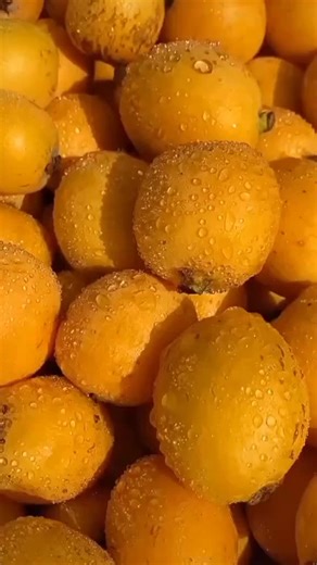 Discovering Fresh Persimmons: A Close-Up Experience