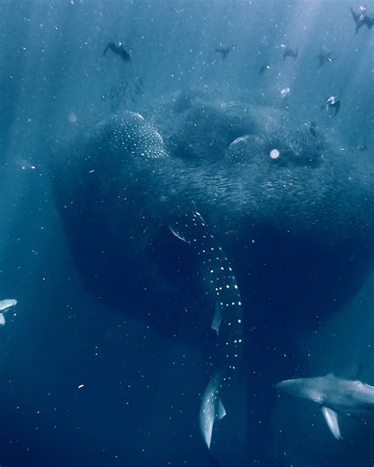 All you can eat buffet, #SharkWeek edition 🍽️ GoPro Subscriber Tom Cannon Photography found himself with front row seats for the sardine feast, earning himself $1,000 after submitting the clip to GoPro.com/Awards. #FunFact: Whale sharks are the largest known fish in the sea, growing up to 40ft long consuming nearly 50lbs (22kg) of food per day. | GoPro