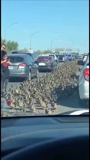 Traffic on I-12 came to a dead stop this afternoon after **hundreds of ducks** casually marched straight across every lane near Airline Highway. Drivers say the birds moved “like they owned the interstate,” backing cars up for over a mile while everyone just sat there filming. No crashes — just pure Louisiana chaos.#BatonRouge #I12 #Ducks #Wildlife #CaughtOnCamera #ViralReel #OnlyInLouisiana #NewsReel | Baton Rouge Breaking News