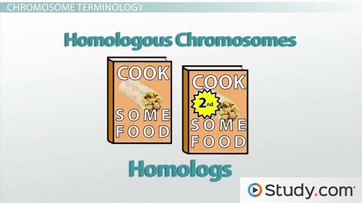Chromosome | Parts, Structure & Types