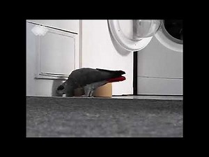 Funny Swearing From The kitchen!