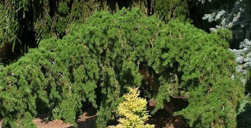 Pinus banksiana 'Uncle Fogy' Contorted Weeping Jack Pine