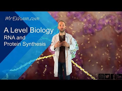 RNA and Protein Synthesis - A Level Biology