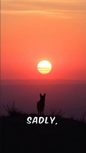 Fascinating African Wild Dogs: They Run in Packs