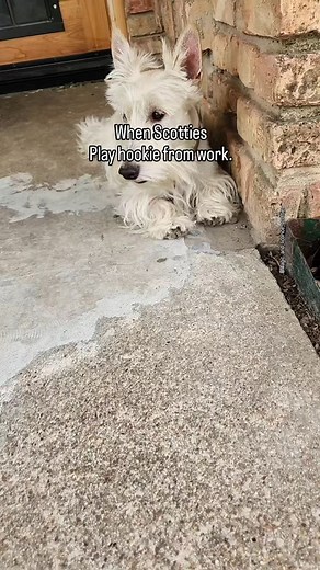 623 reactions · 9 comments | When Scotties play Hookie . . ....