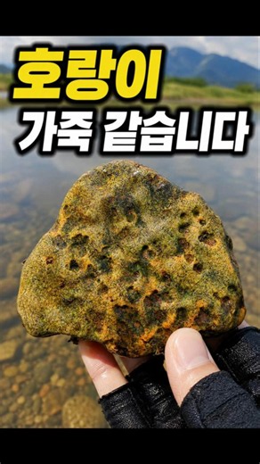 강에서 찾은 호랑이 무늬 돌