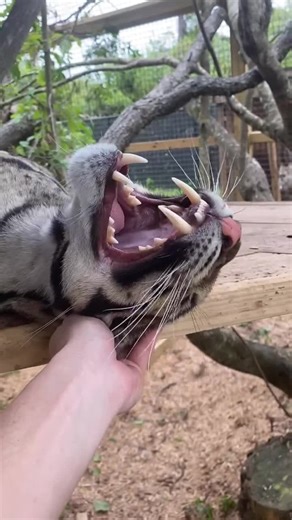 Sabrina (@wildsidesabrina)’s video of cheetah meowing