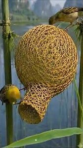How to Birds Build an Incredible Hanging Nest #birds #wildlife #birdnest