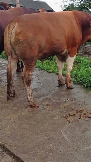 sapi gambar simental super #sapi #sapijumbo #cow #simental