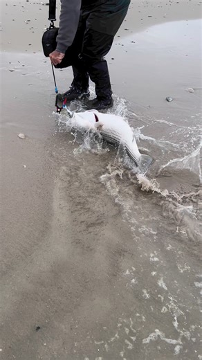 962K views · 3.9K reactions | Nice bass are mixed with these jumbo blues we have out front. Here’s @captbillheade with a beautiful bass he released on a popper! •#grumpystackle #seasideparknj #ibsp #islandbeachstatepark #jerseyshore #surfcasting #fishing #surffishing #onestopshop #shopsmall #shoplocal #smallbusiness #fishingtackle #njfishing #tackleshop #baitandtackle #saltwaterfishing #stripedbass #grumpystackledotcom #onlineshopping | Grumpys Tackle | Facebook