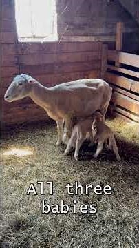 Three New Babies in the Barn #triplets #lambs #animals