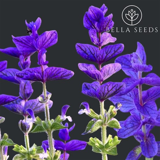 50 Salvia Blue Monday Seeds, Salvia Plant || Salvia Horminum || Rare Seeds - Etsy