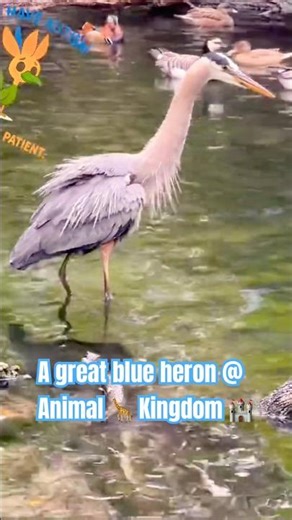 A Great Blue Heron and Friends at Disney World
