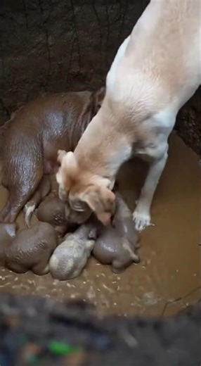 Puppies Were Trapped in a Mud Pit… Then This Labrador Stepped In 😱🐶 #Shorts #animals #doglife #cute