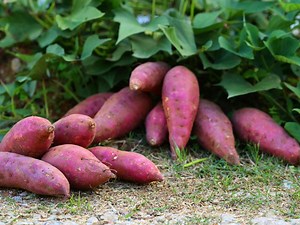 How To Grow Sweet Potatoes - Bunnings Australia