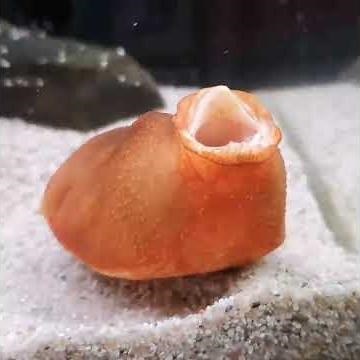 The Most Annoying Sound in the World