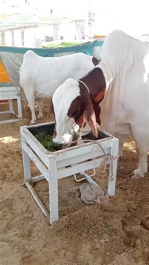 Top Dating Places in Karachi to Explore