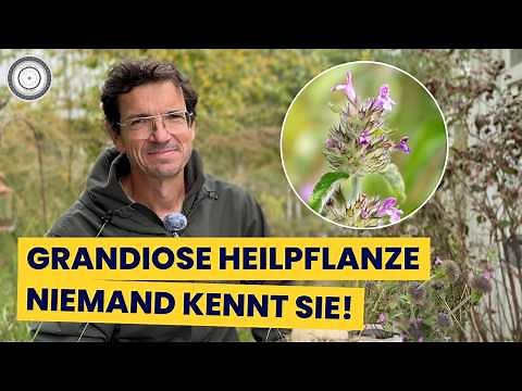 almost forgotten - one of our most effective medicinal plants - THE TURBINE