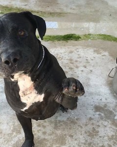 15K views · 212 reactions | Update 10/16: Euthanized  Here is...