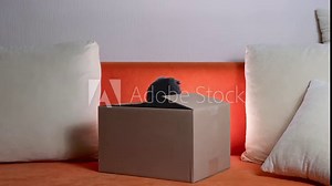 Scottish Fold Cat sitting in box. Funny gray cat hiding in a cardboard box. Cat looks out of curiosity from grey box. Pets playing at home