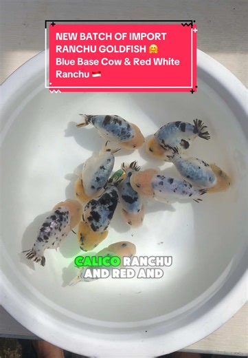 NEW BATCH OF IMPORT RANCHU GOLDFISH 🤗 Blue Base Cow & Red White Ranchu 🇮🇩 #ranchu #goldfish