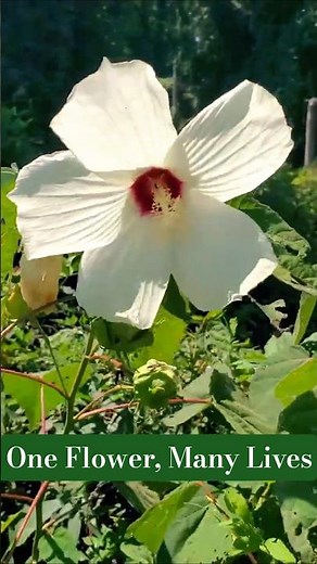 One Flower, Many Lives #gardenflowers #flower #nature #hibiscus #plants #rosemallow #rose