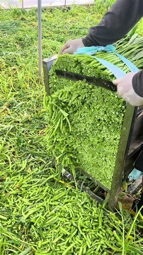 Fern Trimming: A simple way to prepare crisp, fragrant wild veggies for springtime meals