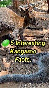 5 Amazing Facts About Kangaroos You Didn’t Know!