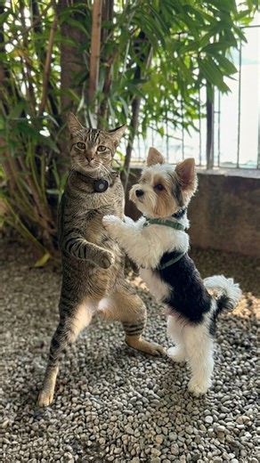 FREE MOBILE VIDEO EDITING TIPS & TRICKS on Instagram: "Make any photo dance exactly like your video using Kling Motion Control – in this one I just used a dog as the character 🐶🕺 Prompt for Nana Banana Pro: Make the dog stand on its hind legs like a human. Comment “Prompt” and I’ll send you even more effects like this."