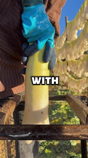 #capcut #capcutpioneer | cap cut