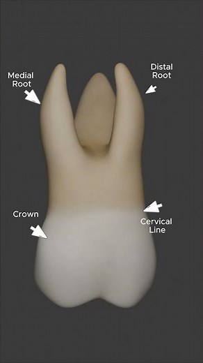 Maxillary Left First Molar | Tooth Anatomy Explained #anatomy #dental #science